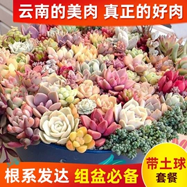 仙人掌及多肉;营养液