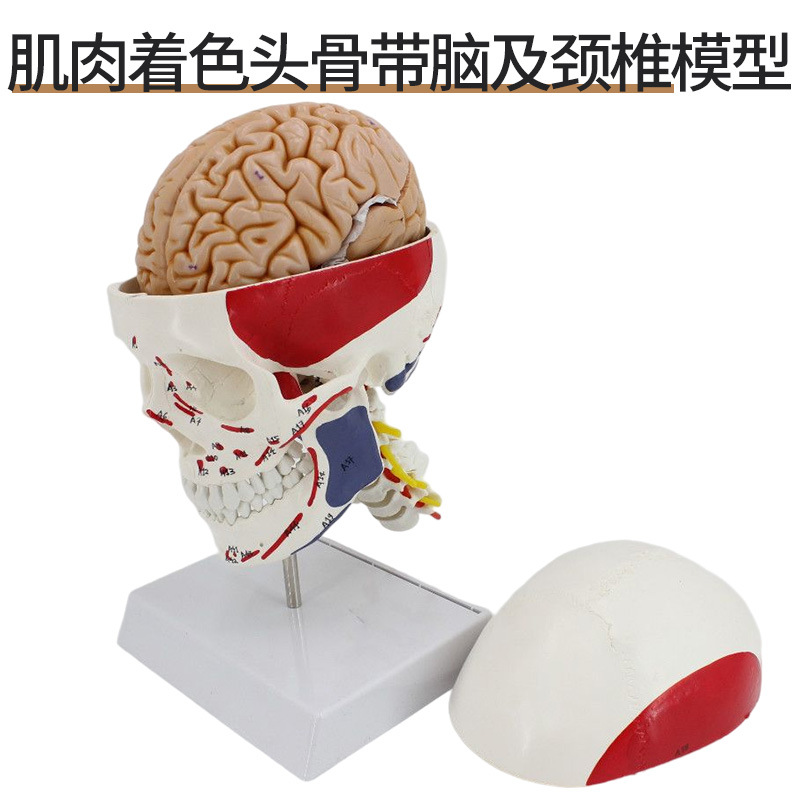 1 a 1 cabeza cráneo humano natural grande adulto cráneo enseñanza médica belleza cráneo modelo