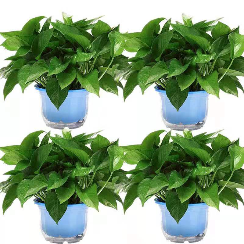 게으른 물 저장 파란색 냄비 4개 + 비료 6개 [높이 30Cm 큰 녹색 무]