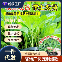 雲南人參果樹苗盆栽人生果苗菜苗水果長壽果種籽種植四季南北方
