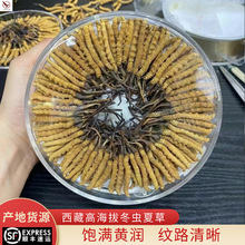 西藏高海拔核心产区整根断草支持礼盒装那曲巴青头期干货冬虫夏草