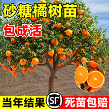 ɰ٘ٹ箔Y̨ͥԺϱNֲͺ