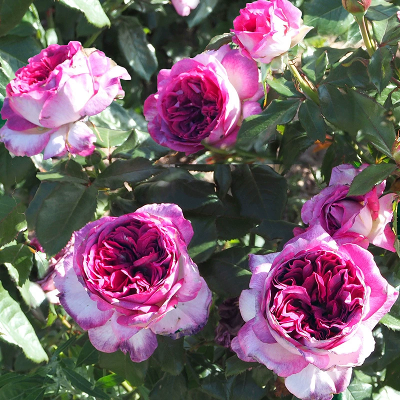 Черничный торт Meiang Импорт Роза Красная Древесный цветок Рассада Четыре сезона Цветение Большая рассада Весенний балкон Двор