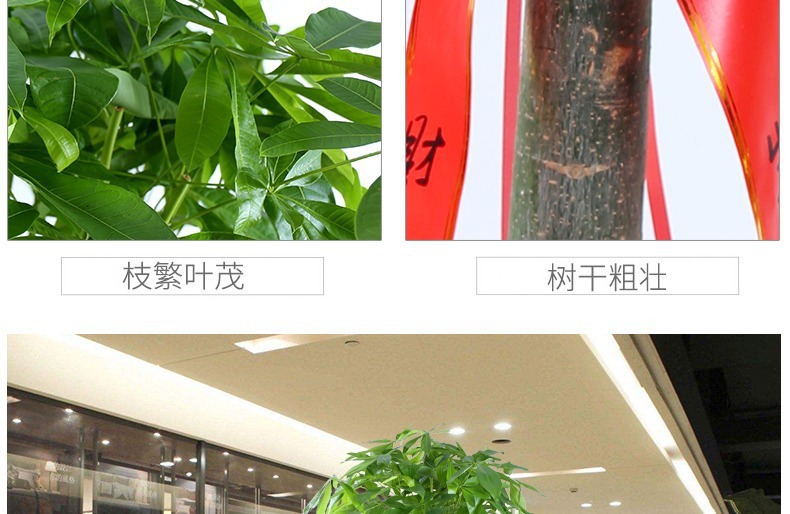 ��������ͼ�����ڻ��� �辰ֲ�� ���������� �������⻨�� ��