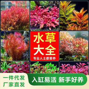 Fish Tank Aquatic Plants Live Landscaping Green Chrysanthemum Negative Centipede Aquatic Plants Background Medium Scene Novice Aquatic Plants Underwater Leaves Collection