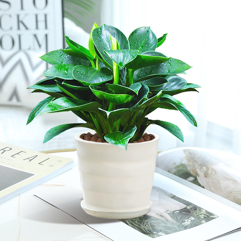 황금 다이아몬드 3개(약 25cm) + 나사형 화분 + 영양액