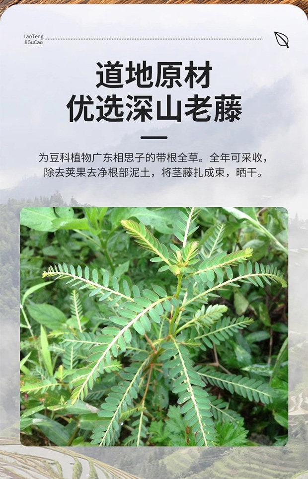 Ji Gu Cao Chicken Bone Herb Whole Bundles 500g Guangxi Wild Soup Herb Dried Abrus Herb for Soup and Decoction overview