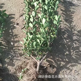 宿根花卉;一二年生花卉;灌木
