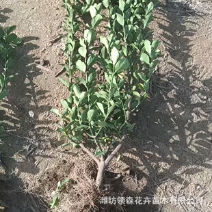 ���~�S�� ��·�G����ľ�������� �������l���~�S����lìС����