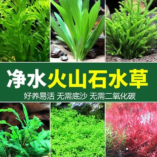 Songyin Fish Tank Landscaping Package Negative Water Banyan Sunken Wood Live Real Water Grass Freshwater Soilless Plants Oxygenated Lying on the Ground