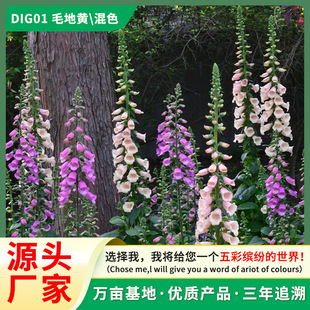 ë���S�N�Ӷ���������Sָ픻����R�����ļ����N�҃�ͥԺ���N����