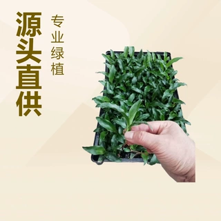 源头厂家供应室内观叶绿植青叶也门铁园林绿化景观花卉种苗批发