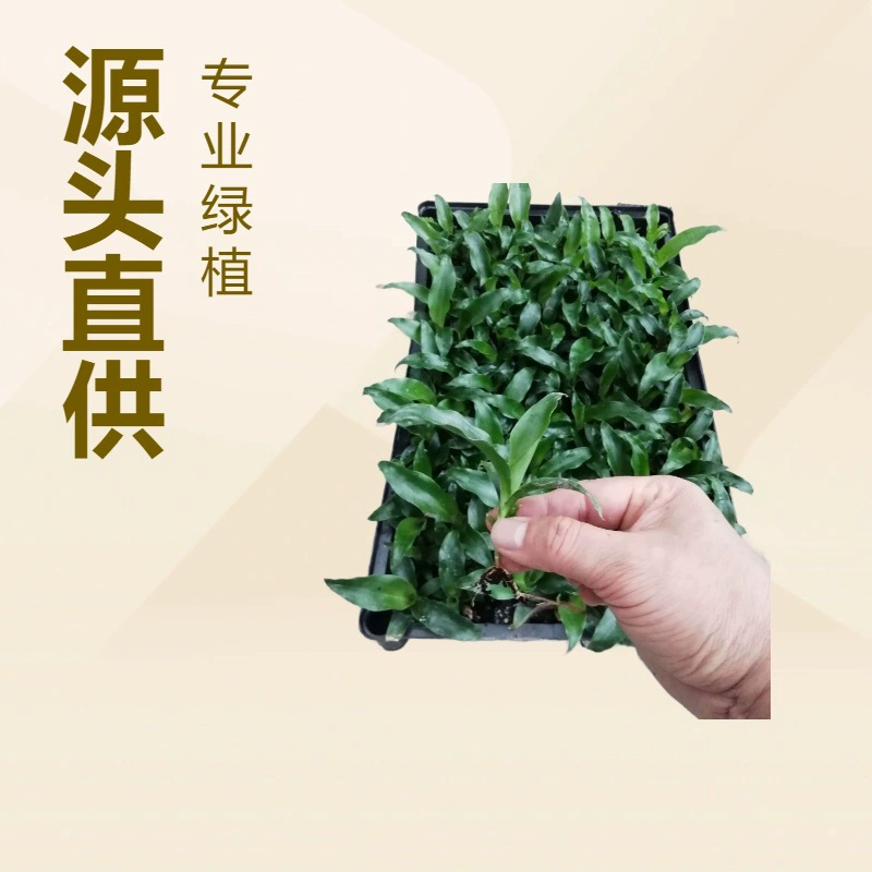 Производители источника поставляют большое количество комнатных зеленых растений, зеленых листьев, рассады культуры железной ткани Йемена, цветов и саженцев оптом