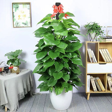 大叶绿萝柱盆栽客厅绿植办公室内吸甲醛净化空气大型绿箩好养易活