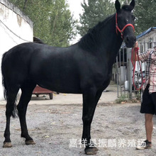 ���T���R��ʲôƷ�N ���a�������R���R�����X Ӣ����Ѫ�R