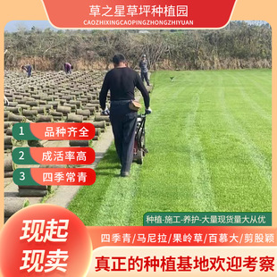 With Soil Turf, Four Seasons Green Taiwan Green with Soil House Grass, Taiwan Blanket Grass House Blanket Grass, Manila Lawn