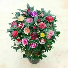 ɽ�軨������ɫ�൤���Ի��ܾGֲ����B�ļ��N�_���҃����̨�ͺ�