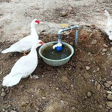 新款鸡鸭鹅家禽自动饮水器喂水器鸭子喝水饮水槽牛羊养殖设备用品