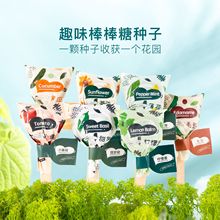 Ecoey 番茄种植套件儿童蔬菜种子盆栽花盆装饰新款益智小玩具批发