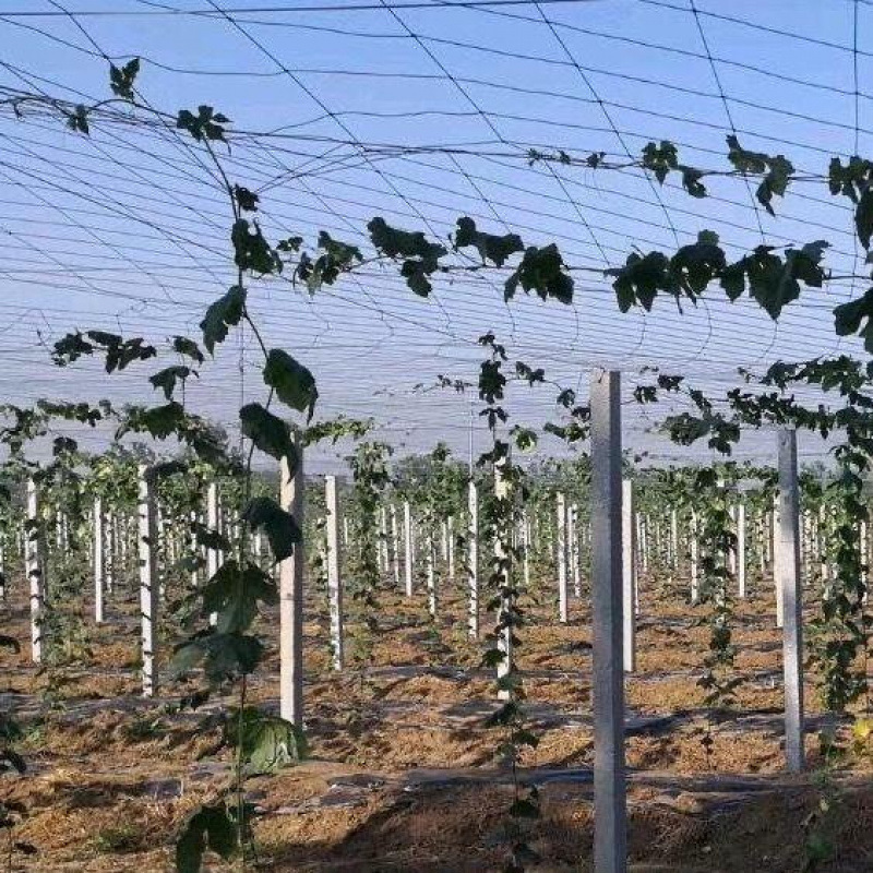 水泥桩立柱葡萄架水泥立柱果园围栏桩预制水泥柱百香果瓜蒌水泥杆