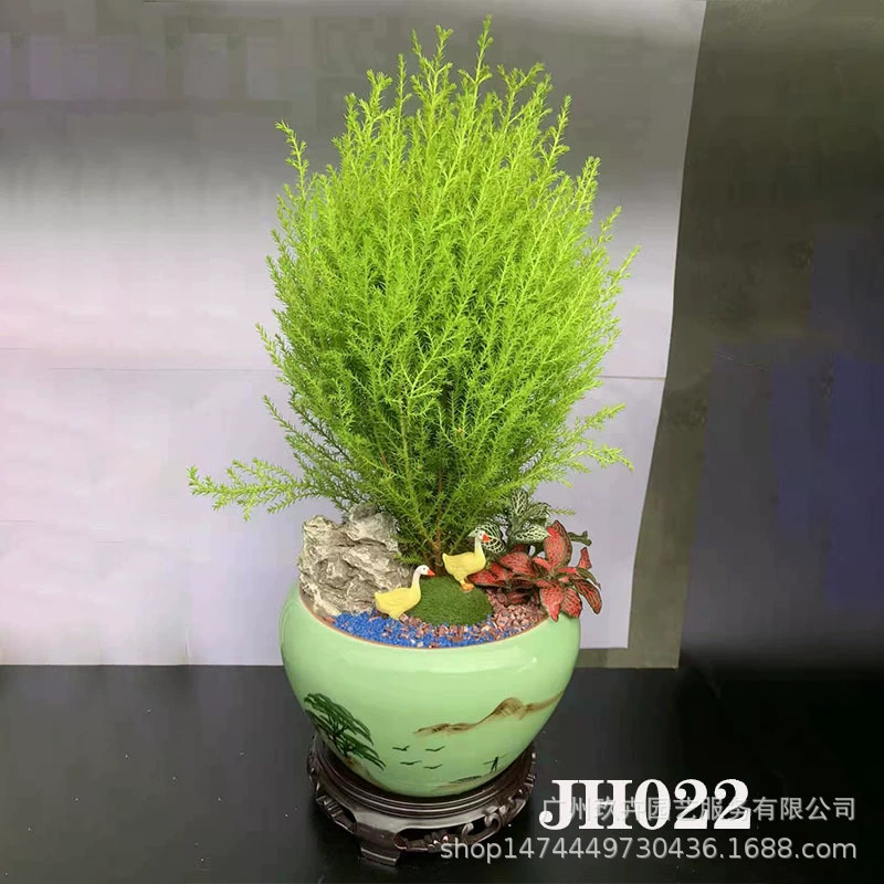 Самоорганизующийся бассейн небольшой бонсай гостиная балкон офис Рабочий стол хорошее выращивание Зеленая база для растений собственного производства JH22-JH26