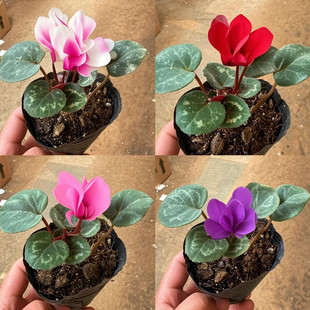 �ɿ́�С���Ի����҃Ȼ����ذꎧ���ļ��_���̨���B�����^��ֲ��
