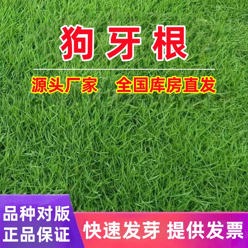 正品狗牙根草籽狗牙根种子耐热耐旱根系发达护坡狗牙根种子