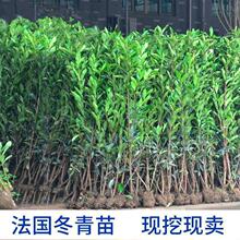 法国冬青苗 法青树苗 青珊瑚篱笆苗 庭院围墙树苗 工程绿化黄杨苗