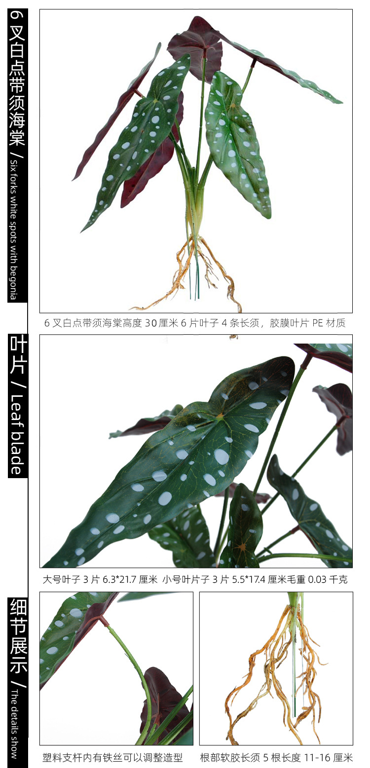 6叉白点带须海棠 副本副本