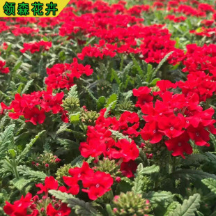 Herbaceous Beauty Cherry, Perennial Beauty Cherry, Fine-Leaf Beauty Cherry, Potted Multi-Bud Qingzhou Florals Are Produced and Sold by Themselves