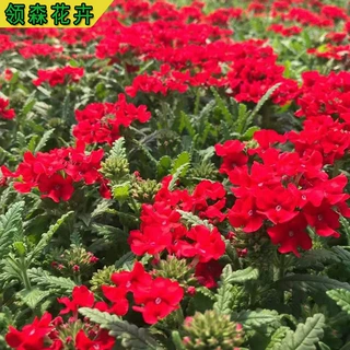 草花美女樱 宿根美女樱 细叶美女樱 盆栽多芽青州花卉自产自销