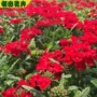 青州细叶盆栽草花美女樱