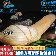 加拿大特大象拔蚌野生水蚌海鲜水产鲜活2-3斤/只刺身即食北京闪送