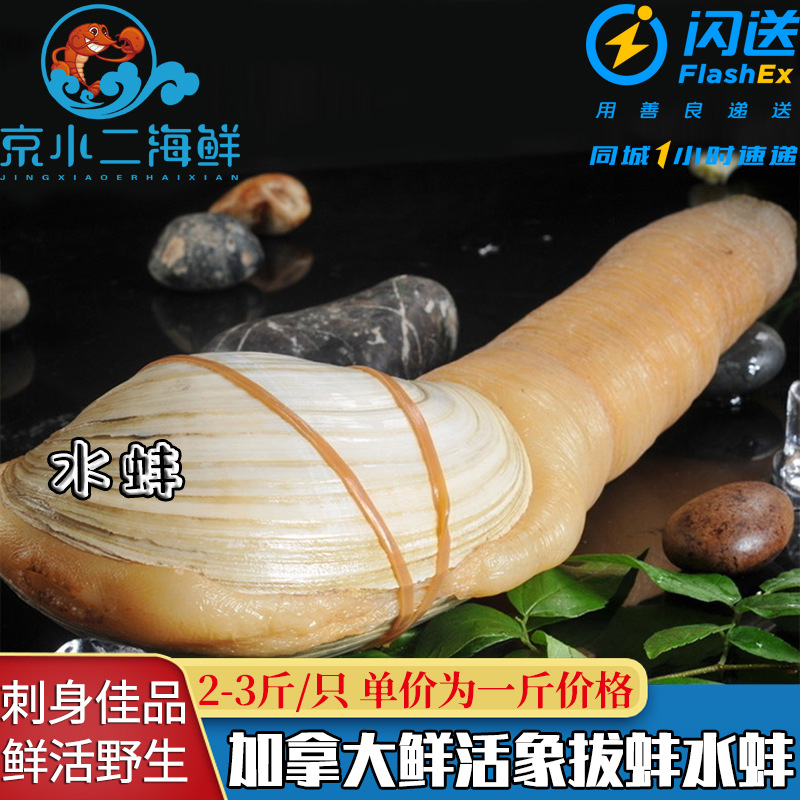 加拿大特大象拔蚌野生水蚌海鲜水产鲜活2-3斤/只刺身即食北京闪送