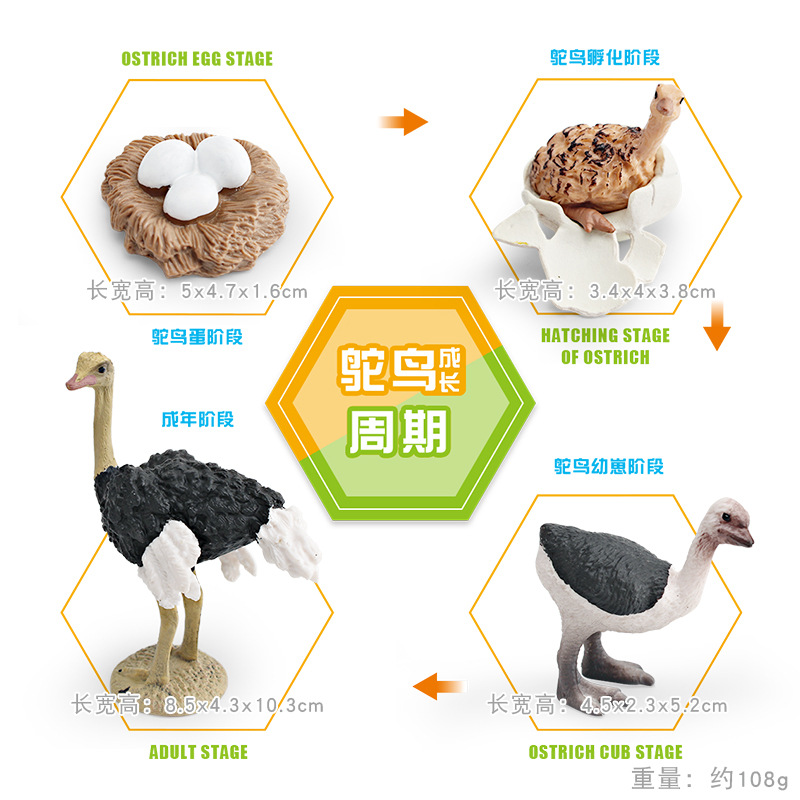 Modelo animal de simulación al por mayor de pollo pato ganso mariposa tortuga Rana ciclo de crecimiento Montessori material didáctico adornos hechos a mano
