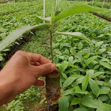 ���ڏV����ָë�ҷN����滢�׳ɻ���ָ�N���ϱ����ļ��Nֲ��ș��