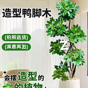 ���_ľ�͏d�������҃�����������ľ�˷���ؔ��ؑ��˾W�t���w�羳