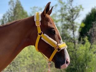 Equestrian King Knight Suit Yellow Horse Head Guard Hoof Sweat Pad Horse Rope Yellow Horse Earmuffs Yellow Sweat Pad Suit