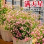 盆栽四季室内外开花种子