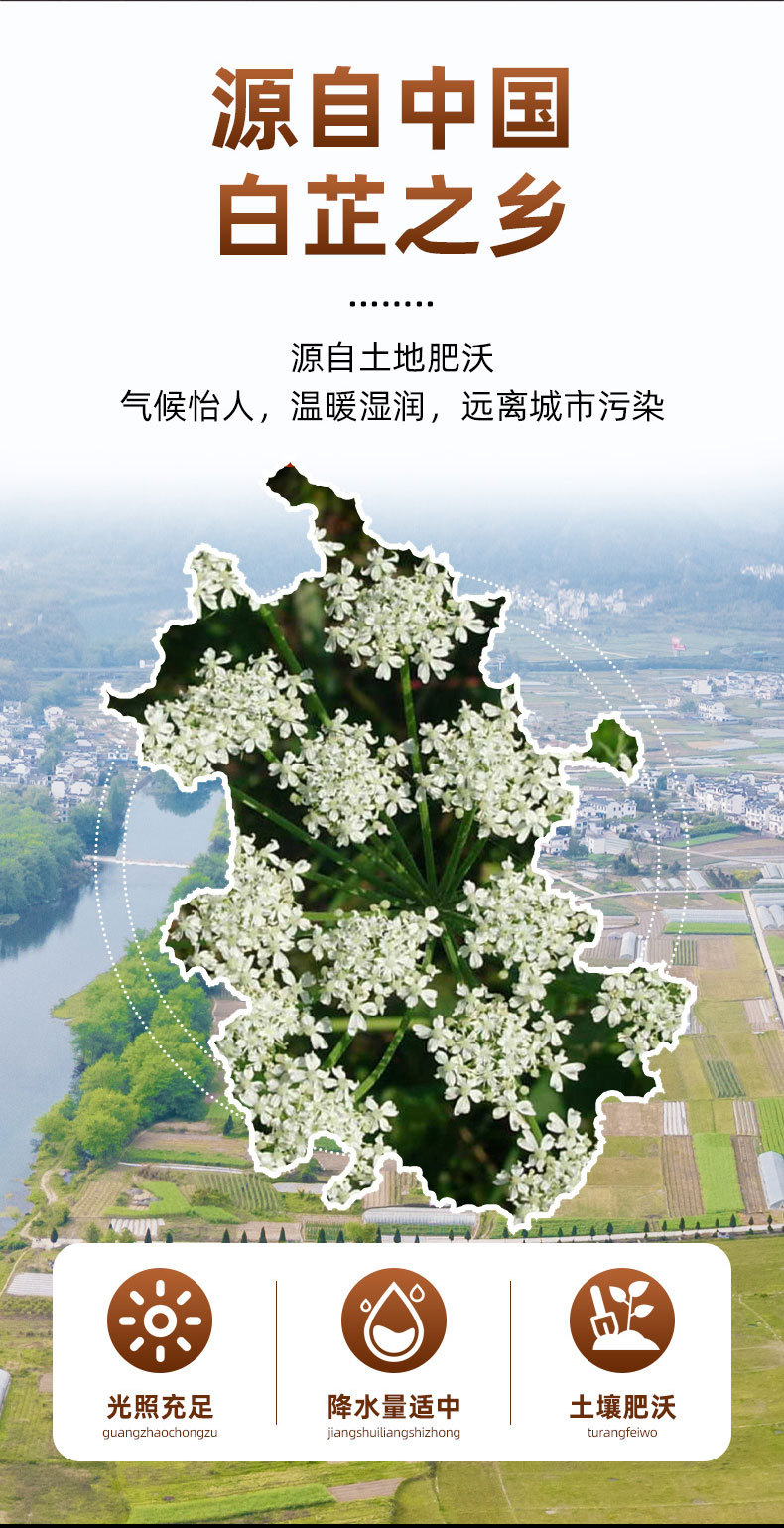 Bai Zhi Slices (Angelica dahurica) — Sulfur-Free Dried Food Herb, Spice & Sachet Ingredient overview