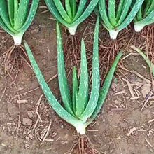 多肉植物苗批发 多肉植物苗批发品牌 图片 价格 多肉植物苗批发批发 阿里巴巴