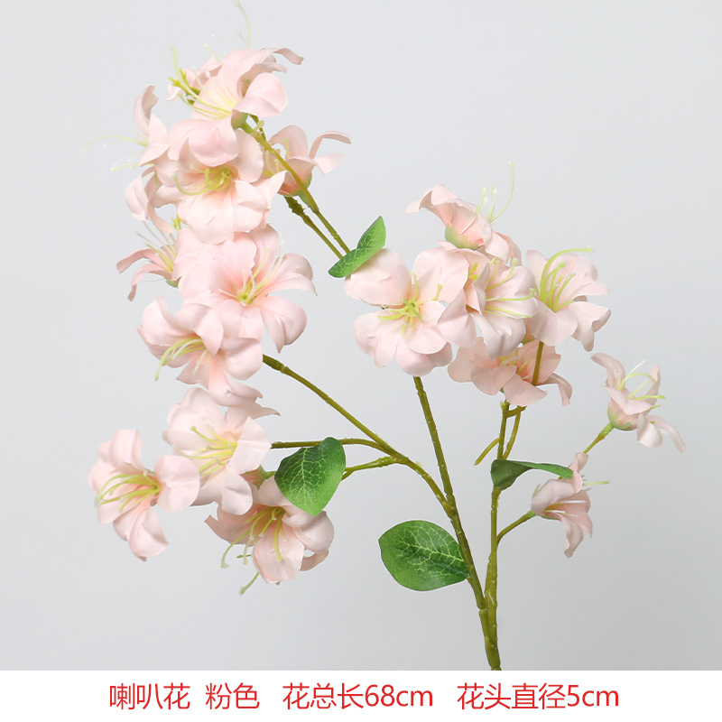 Morning glory "new arrival recommendation"