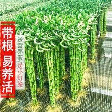 转运竹带根水培植物水养客厅弯竹子盆栽室内植物一件代发批发厂家