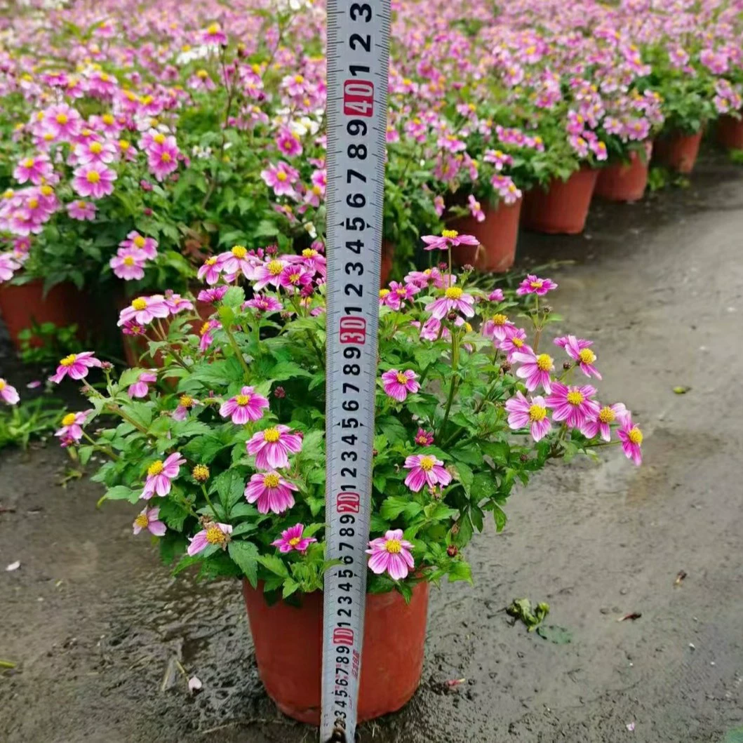 2201 база оптовая поставка сафлоровых игольчатых растений