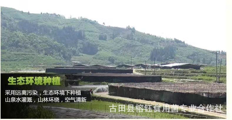 鸡腿菇宝贝详情