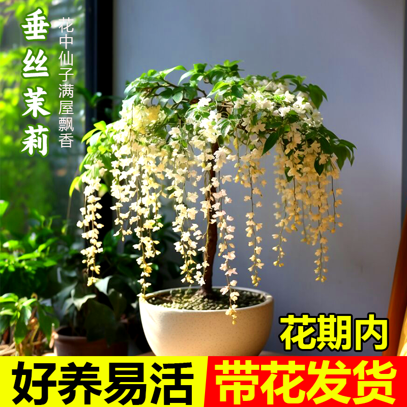 垂丝茉莉花盆栽带花苞阳台客厅室内好养易活四季开花绿植物大小苗