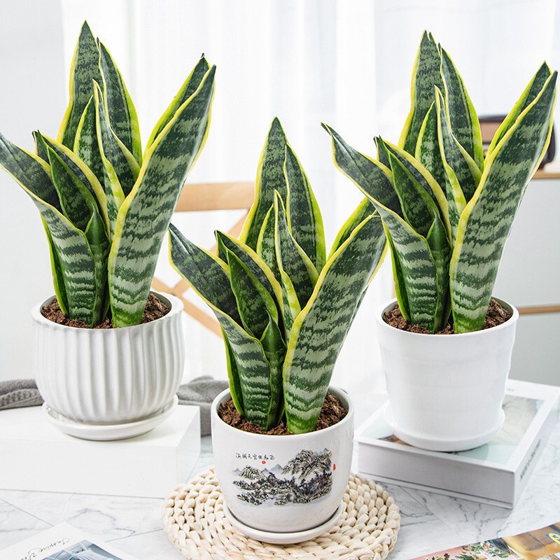 Phnom Penh Tiger Orchid in the Office Living Room Easy-To-Live Plants Green Plant Potted Tall and Short Tiger Tail Orchid Easy to Grow Florals