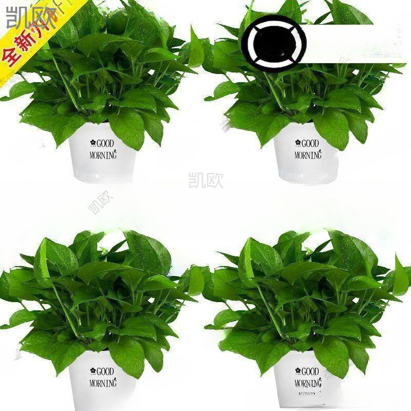 花卉空气室内植物大量除甲醛盆栽水培苗批发净化办公室吸绿萝水培