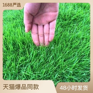 Lawn Seeds, Evergreen Manila Ryegrass, Slope Protection Turf, Flower Combination Grass Seeds