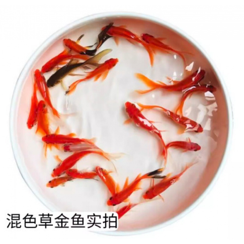 小さな金魚の稚魚、観賞魚、冷水に強い、飼いやすい魚、淡水の赤と白の鯉、活魚、小さな魚、草金魚、活魚|undefined